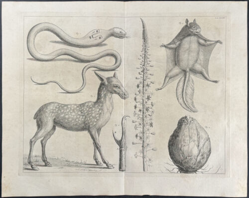 Flying Squirrel, Deer, Snake, Flower with Bulb