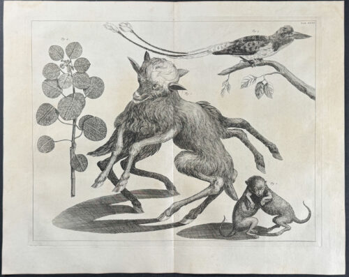 Many-legged Mammal, Two-bodied Animal, Long-tailed Bird, Plant