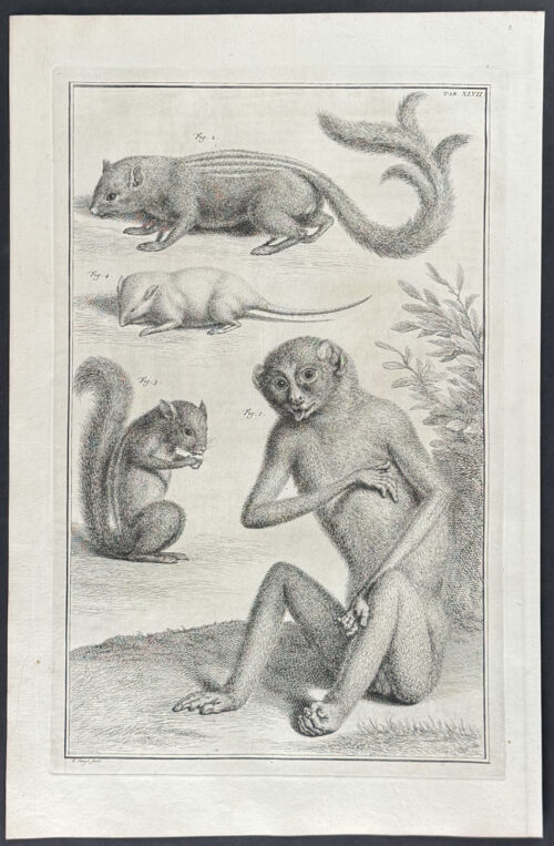 Monkey, Squirrels, Mouse or Rat