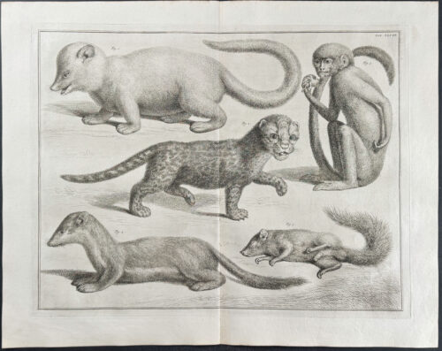 Monkey, Squirrel, Wild Cat, Otter