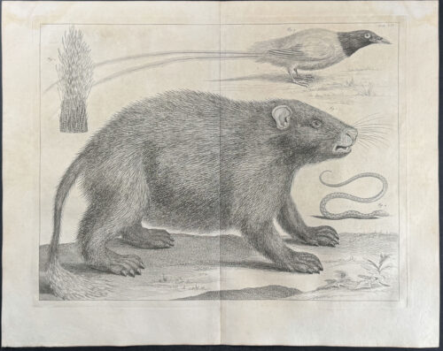 Badger or Groundhog, Bird, Snake