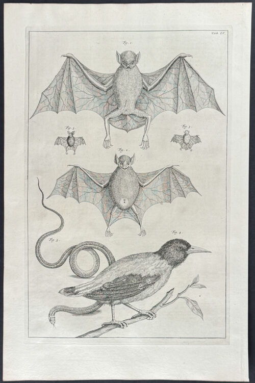 Bats, Bird, Snake