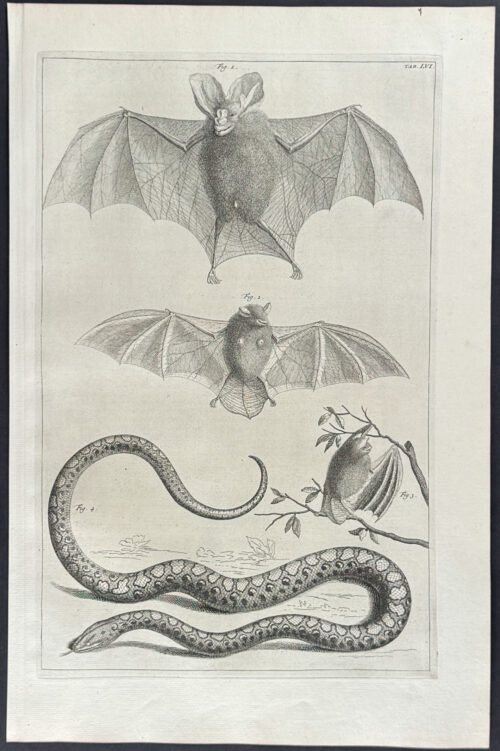 Bats, Snake