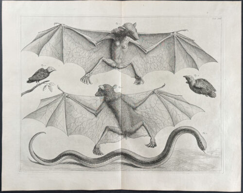 Bats, Birds, Snake