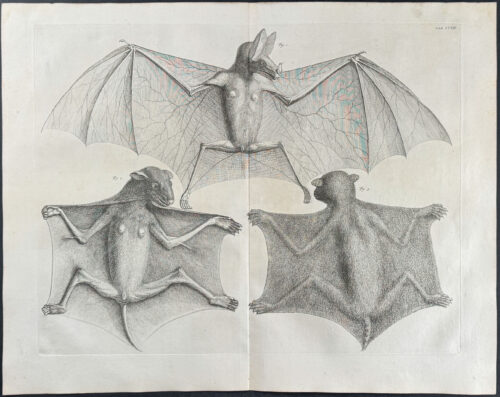 Bats