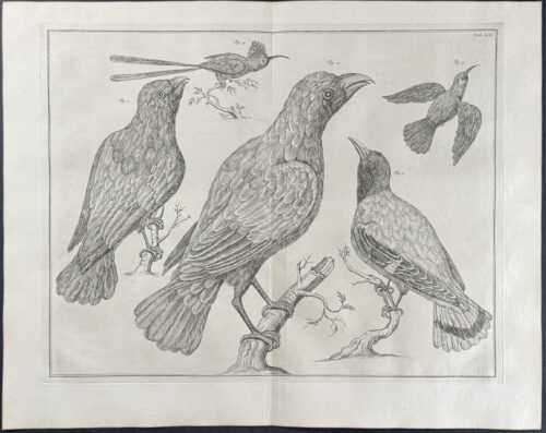 Birds