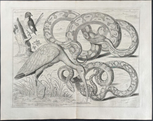 Ibis, Bird, Snakes