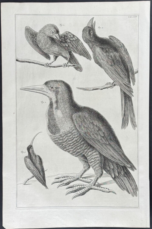 Birds