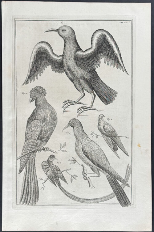 Birds
