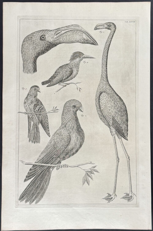 Flamingo, Woodpecker, Birds