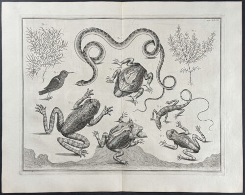 Frogs or Toads, Snake, Lizard, Bird, Plants