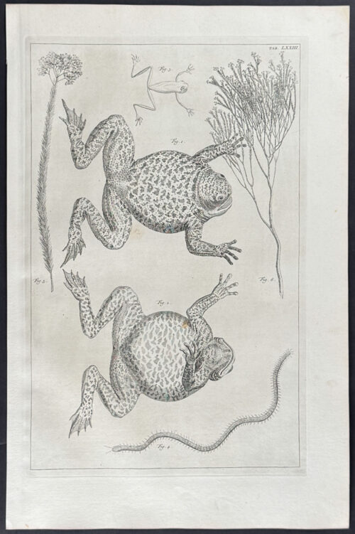 Frogs or Toads, Plants, Millipede