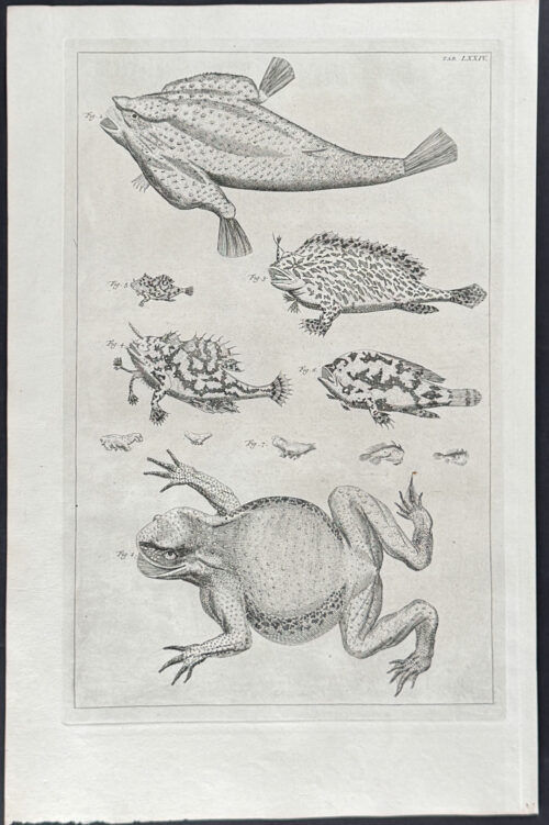Frog or Toad Life Cycle