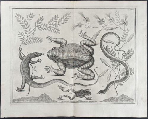 Frogs or Toads, Snake, Lizard, Plants