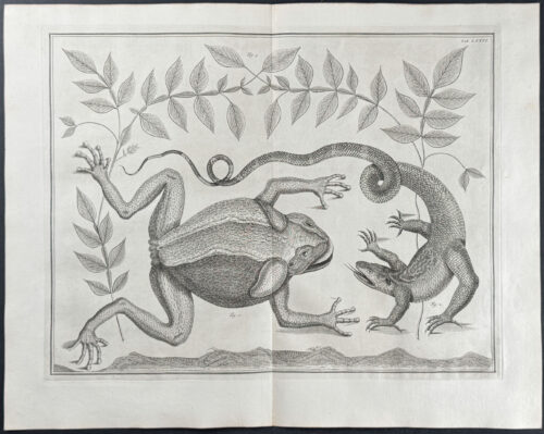 Frog or Toad, Lizard, Plants