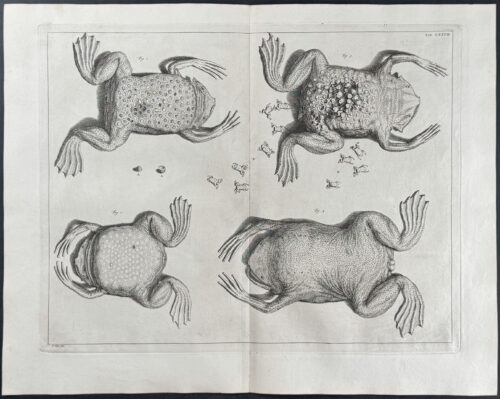 Frogs or Toads