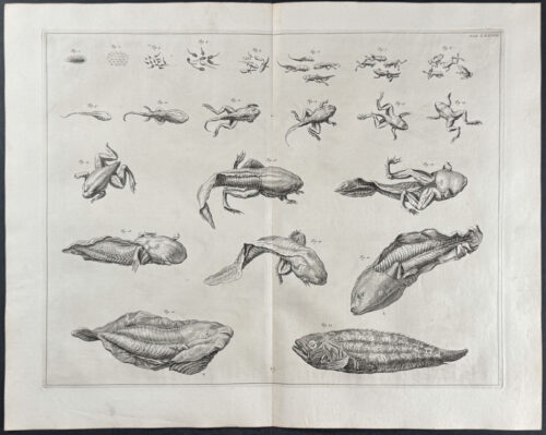 Frog or Toad Life Cycle