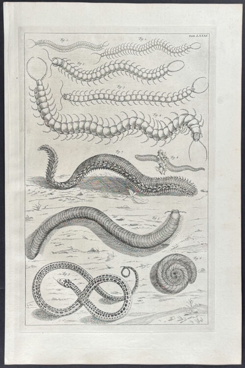 Centipedes or Millipedes & Snake