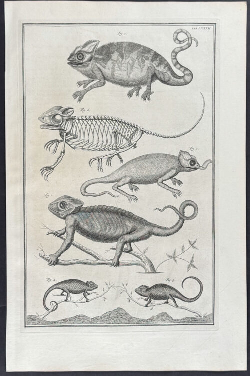 Chameleons with Skeleton