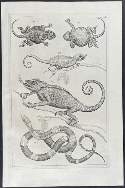 Chameleon, Lizard, Snake