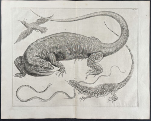 Lizards, Snake, & Birds