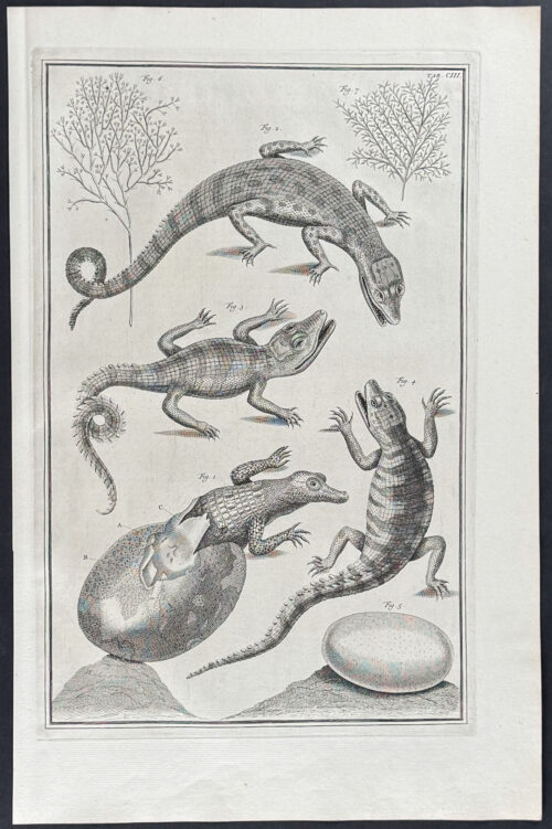Lizards, Eggs, Hatching, Plants