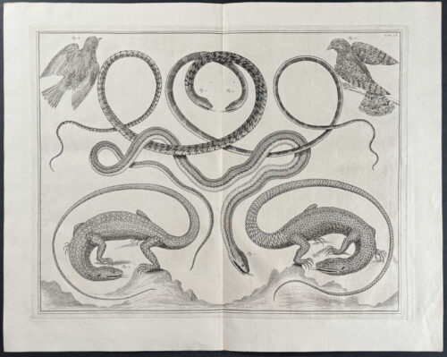 Lizards, Snakes, Birds