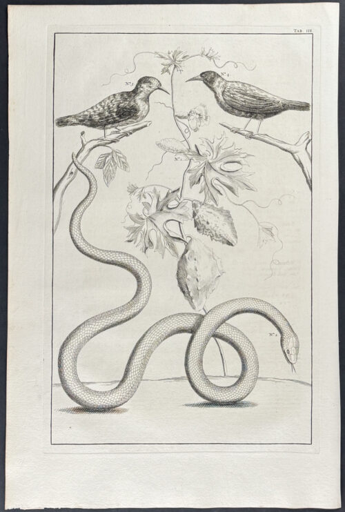 Snake, Birds