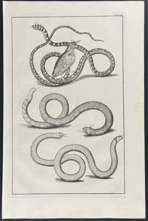 Snakes, Bird