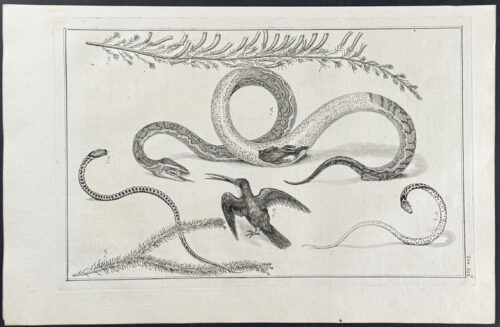 Snakes, Bird, Plant