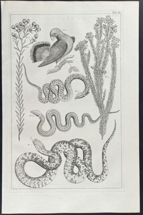 Snakes, Bird, Plants