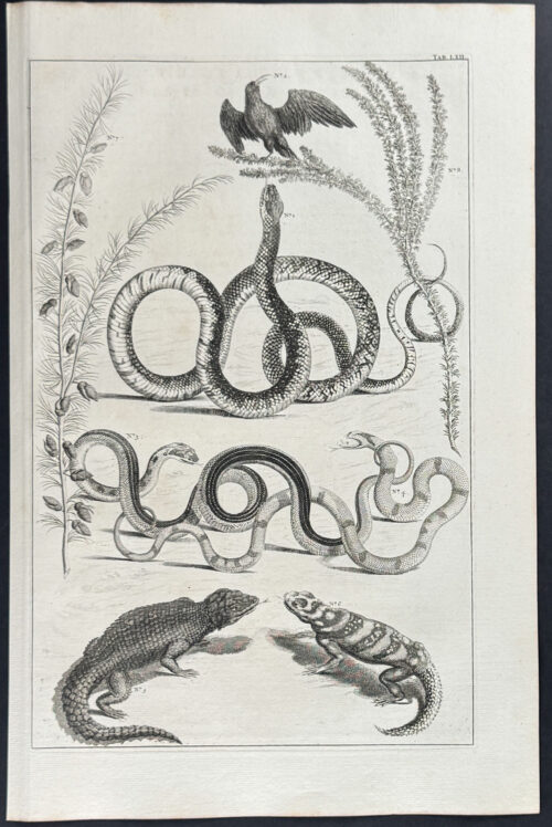 Snakes, Bird, Lizards, Plants