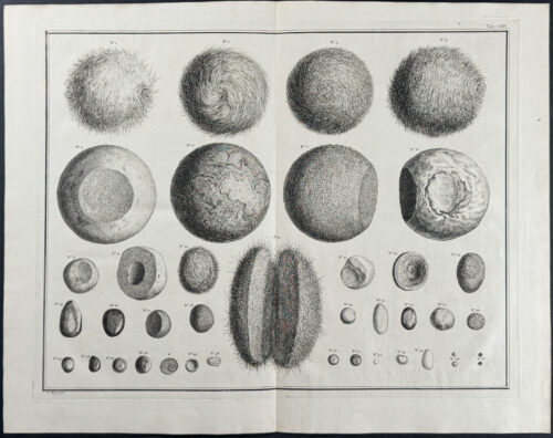 Pilious Balls & Stones from Animals