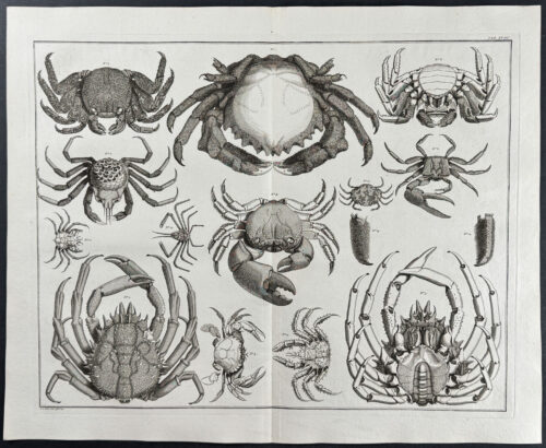 Crabs