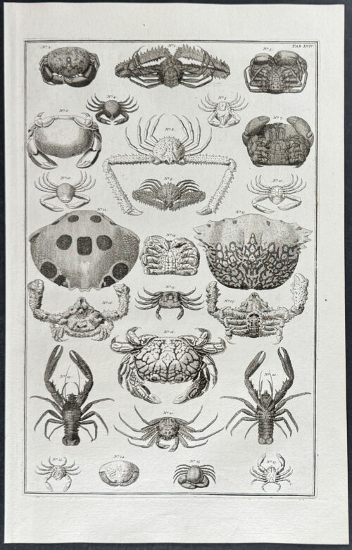 Crabs