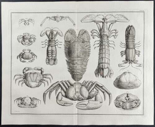 Crabs, Lobster