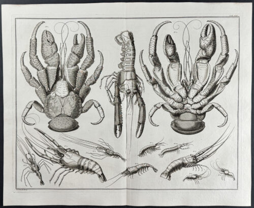 Crabs, Lobster
