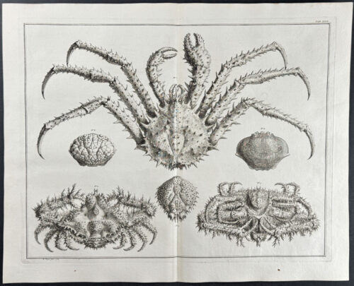 Crabs