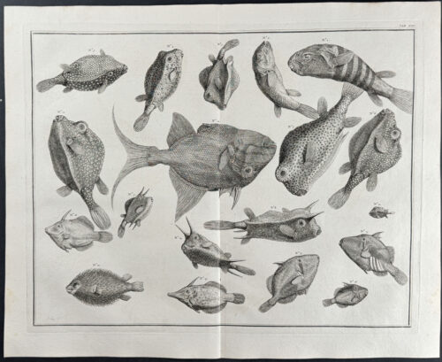 Fish