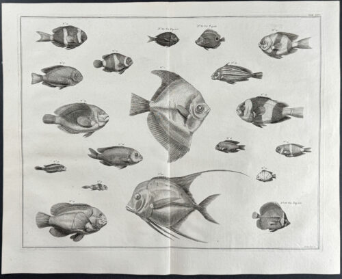 Fish