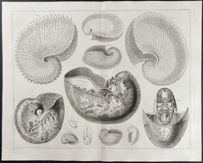 Nautilus Shells