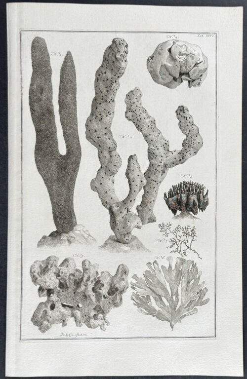 Coral