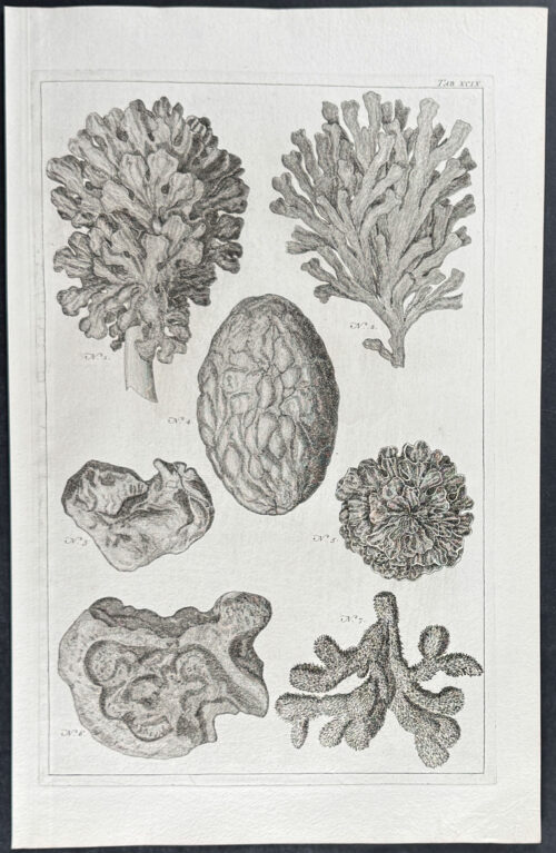 Coral