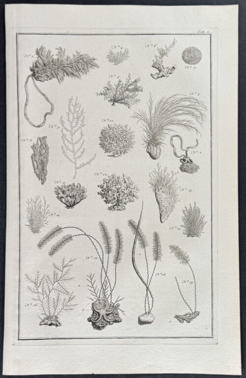 Coral
