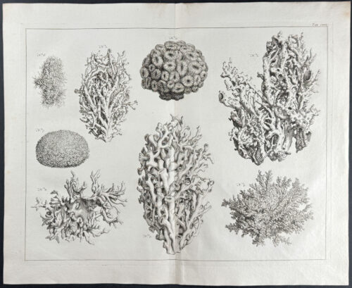 Coral