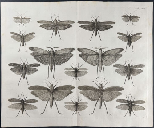 Locusts