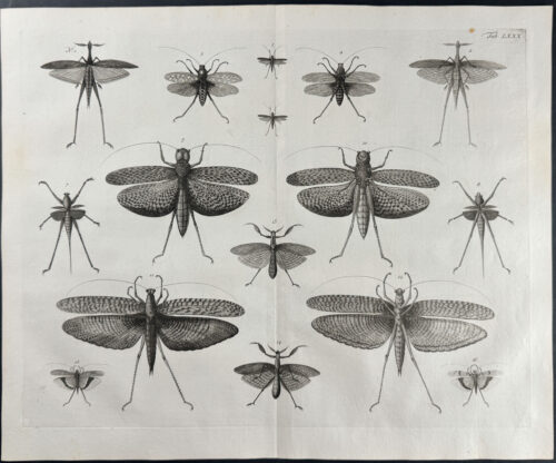 Locusts