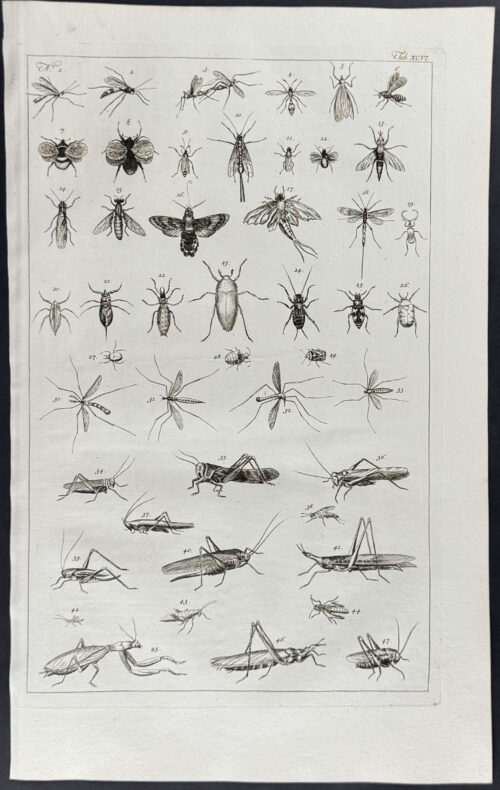 Grasshoppers, Insects