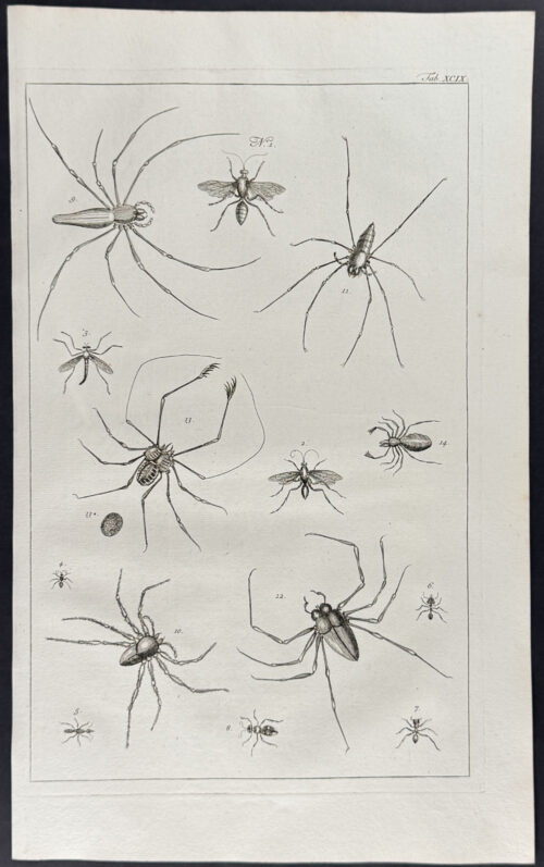 Spiders, Insects