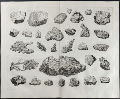 Fossils or Minerals